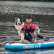 Shana a rejoint le concours — aidez-le/la à gagner de superbes lots ! dog, life_jacket, paddleboard, water, lake, man, wetsuit, outdoor, nature, trees, calm_water, reflection, animal, pet, summer, adventure, recreation, happy, smile, sport