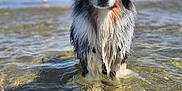 Shana a rejoint le concours — aidez-le/la à gagner de superbes lots ! dog, water, beach, lighthouse, sand, outdoor, animal, wet, portrait, nature, sky, blue_sky, fur, standing, calm, daylight, shore, canine, landscape, summer