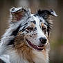 Shana participe au concours pour gagner de l'argent avec cette photo : dog, australian_shepherd, portrait, animal, pet, close_up, fur, happy, smiling, outdoor, nature, blurred_background, mammal, face, ears, brown_eyes, friendly, canine, fluffy, animal_portrait
