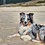 Shana participe au concours pour gagner de l'argent avec cette photo : dog, australian_shepherd, beach, sand, animal, pet, lying_down, outdoor, sunlight, fur, canine, relaxed, nature, daytime, mammal, portrait, animal_face, fluffy, resting, beautiful