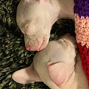Bo And Arrow is registered to the contest to win money with this photo: puppy, dog, sleeping, white, blanket, knitted_blanket, cozy, cute, pet, animal, fur, ears, nose, resting, closeup, two_puppies, indoors, soft, peaceful, snuggling