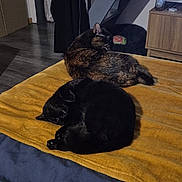 Onyx participe au concours pour gagner de l'argent avec cette photo : animal, bed, black_cat, blanket, cat, coat, cozy, domestic, floor, furniture, grooming, home, indoor, pet, relaxing, sleeping, staircase, tabby_cat, television, wooden_cabinet