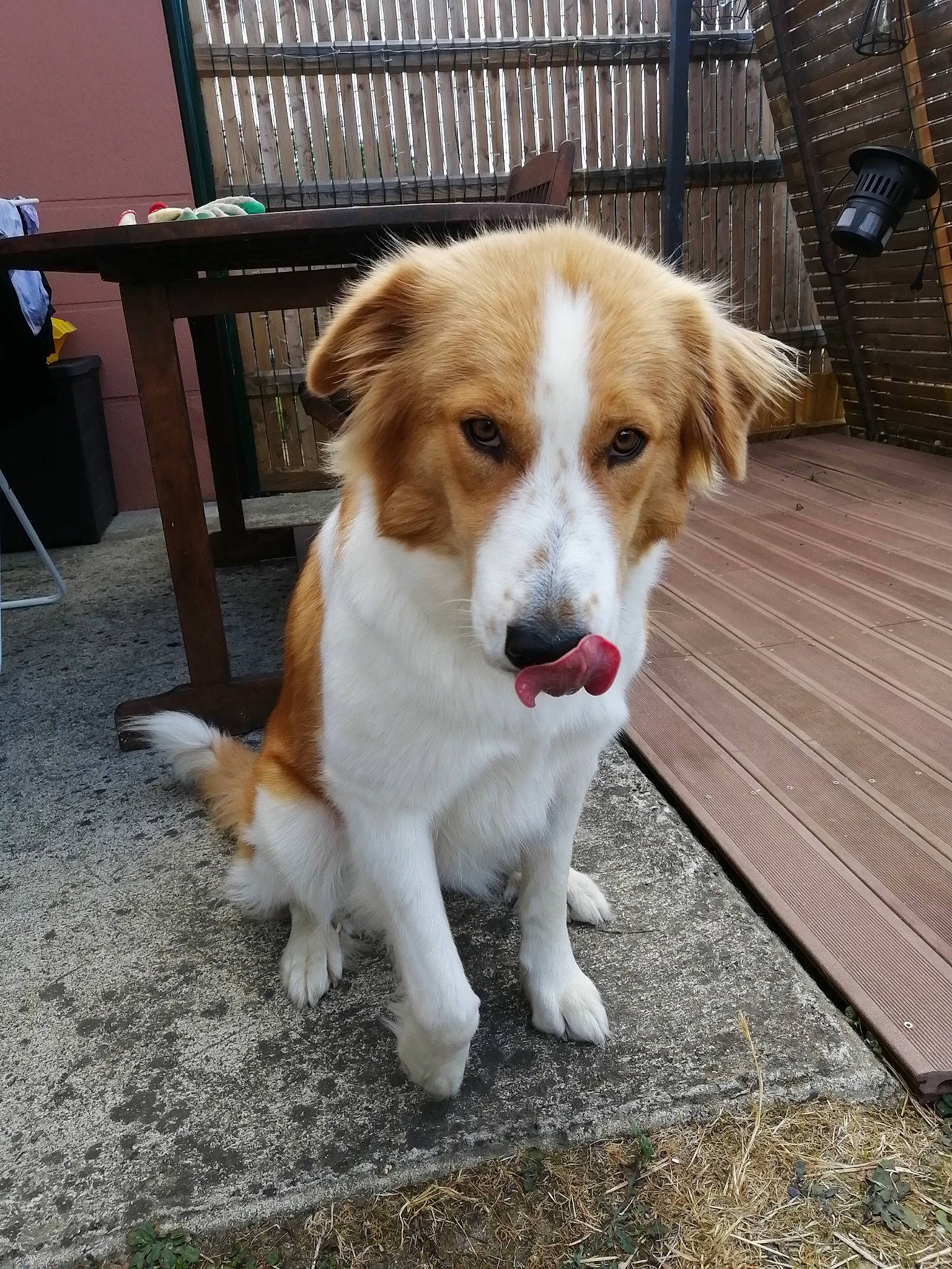 Thelma a rejoint le concours — aidez-le/la à gagner de superbes lots ! ancient_dog_breeds, canidae, carnivore, chair, companion_dog, dog, dog_breed, fawn, flooring, fur, herding_dog, outdoor_furniture, plant, puppy, snout, sporting_group, street_dog, terrestrial_animal, whiskers, working_dog