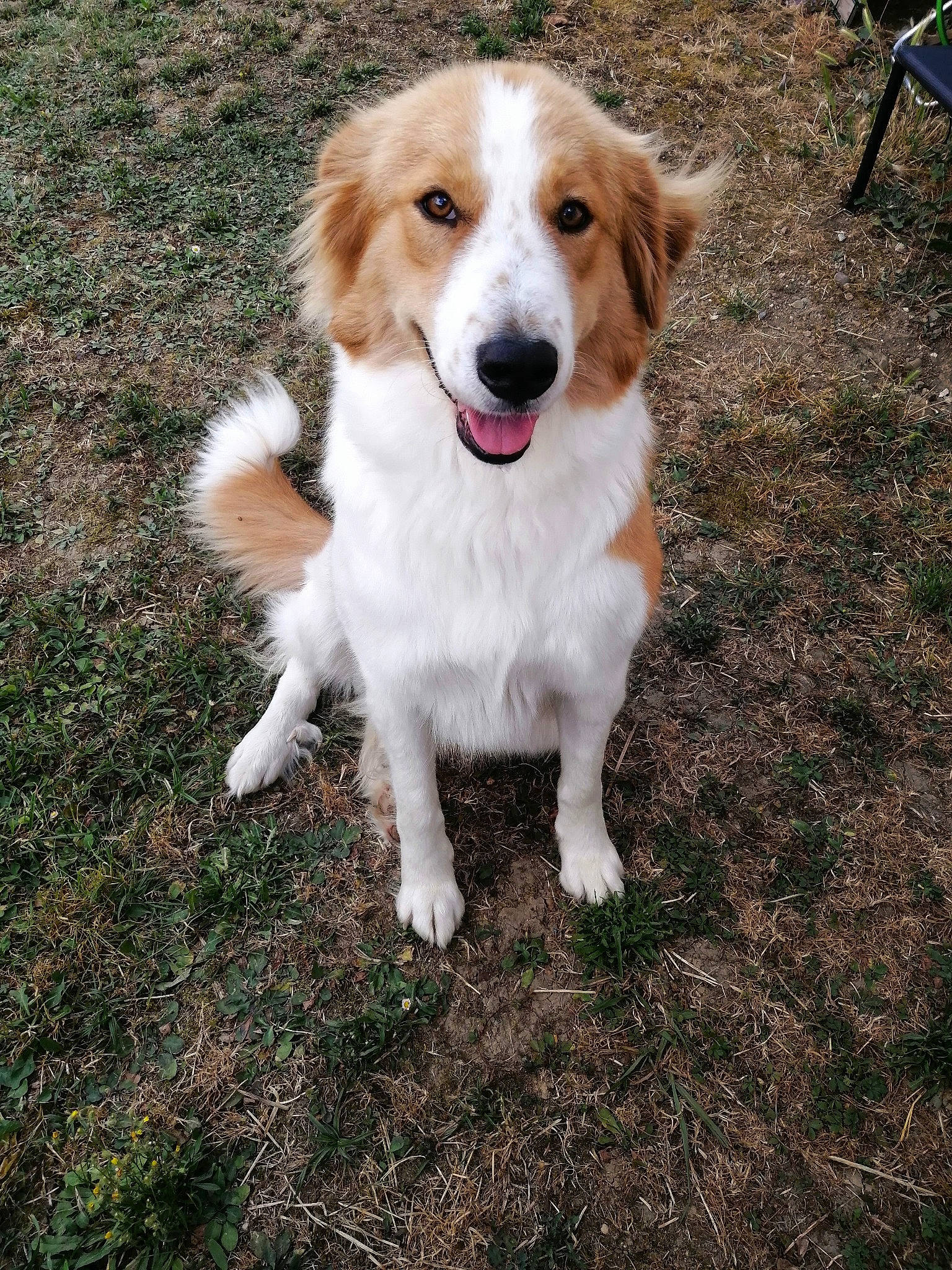 Thelma participe au concours pour gagner de l'argent avec cette photo : ancient_dog_breeds, carnivore, companion_dog, dog, dog_breed, fawn, fur, grass, herding_dog, kromfohrlander, paw, plant, snout, soil, tail, terrestrial_animal, whiskers, working_dog