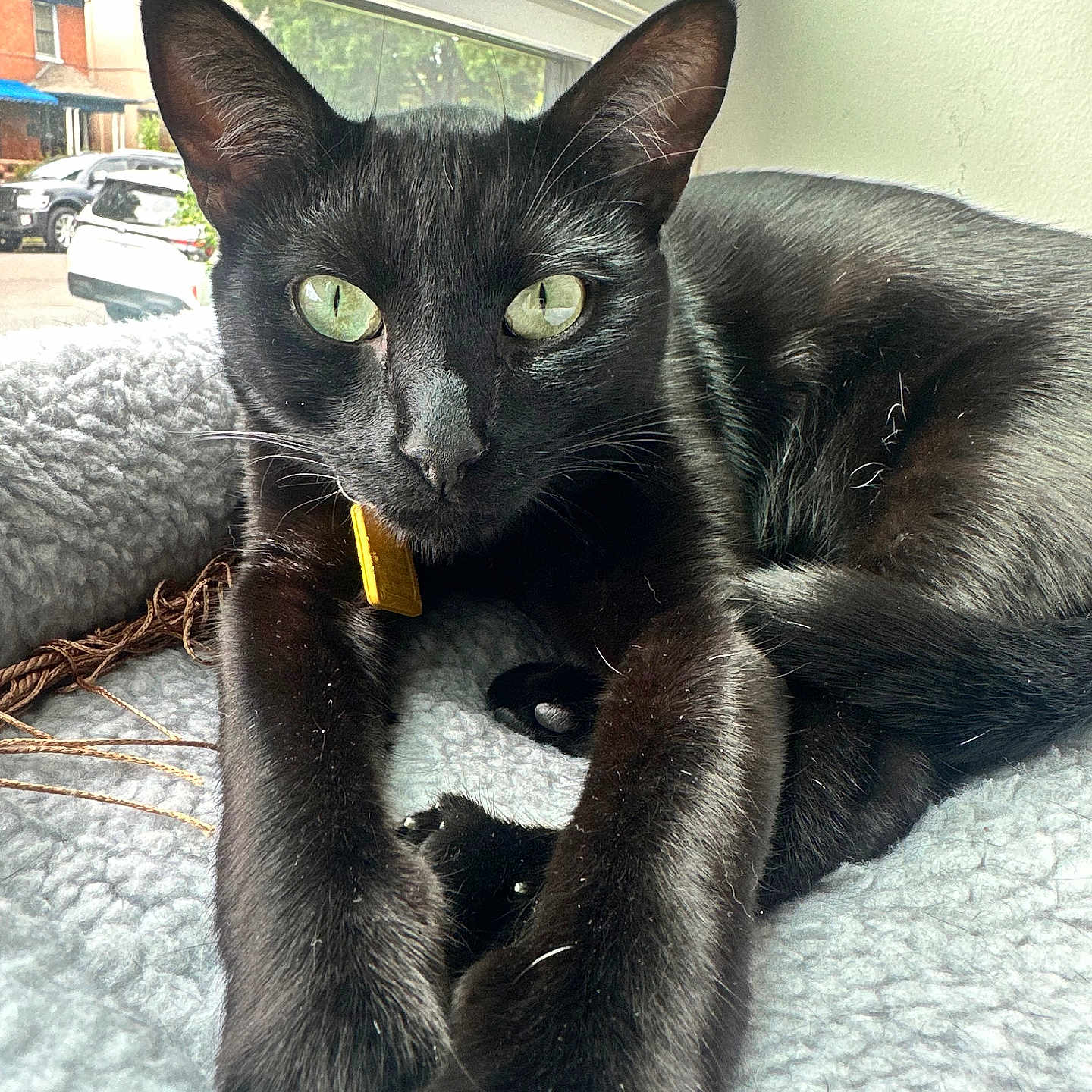 Rumpelmintz joined the competition — help win amazing prizes! black_cat, cat, feline, green_eyes, fur, whiskers, pointed_ears, collar, gold_tag, lying_down, blanket, indoor, window, sunlight, portrait, close_up, pet, animal, home, outdoor_view