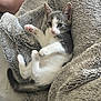 Ayla a rejoint le concours — aidez-le/la à gagner de superbes lots ! animal, cat, closeup, cozy, cute, domestic_animal, fluffy_blanket, foot, fur, gray_and_white, indoor, kitten, paws, pet, relaxing, resting, sleepy, soft_texture, whiskers, young_cat