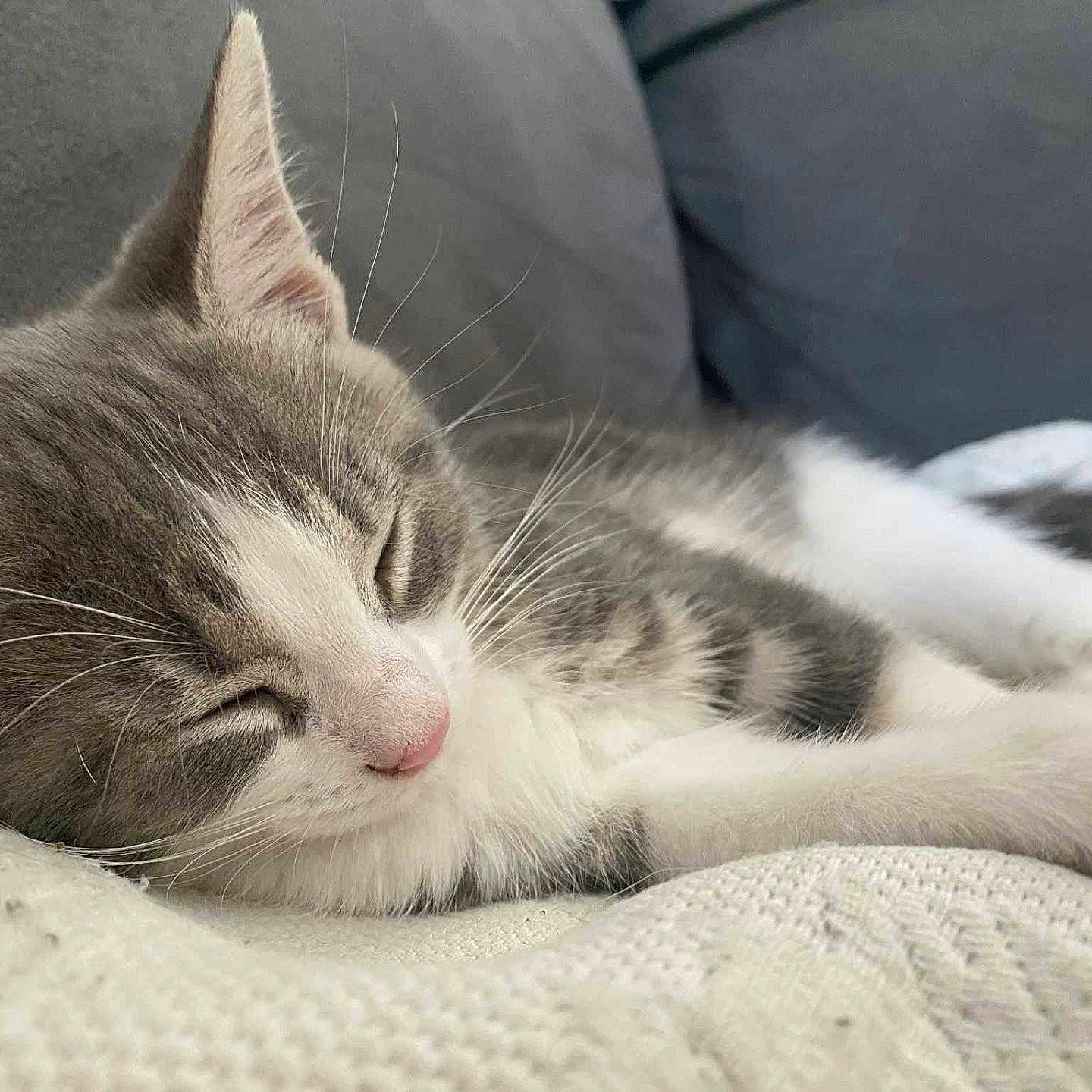 Ayla