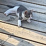 Ayla a rejoint le concours — aidez-le/la à gagner de superbes lots ! alert, animal, cat, cute, ears, fur, gray_and_white, kitten, nature, nose, outdoor, paw, pet, playful, resting, shadow, small, sunlight, whiskers, wooden_deck
