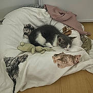 Ayla participe au concours pour gagner de l'argent avec cette photo : animal, blanket, cat, cozy, cute, domestic, fabric, feline, floor, gray_and_white, indoor, kitten, pet, pink_cloth, plush_toy, printed_blanket, quiet, resting, sleeping, soft