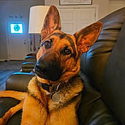 Willow is registered to the contest to win money with this photo: dog, german_shepherd, pet, animal, indoor, living_room, couch, leather, lamp, wall_sign, collar, head_tilt, brown_fur, black_fur, ears, house, cozy, domestic, portrait, curious