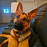 dog, german_shepherd, pet, animal, indoor, living_room, couch, leather, lamp, wall_sign, collar, head_tilt, brown_fur, black_fur, ears, house, cozy, domestic, portrait, curious