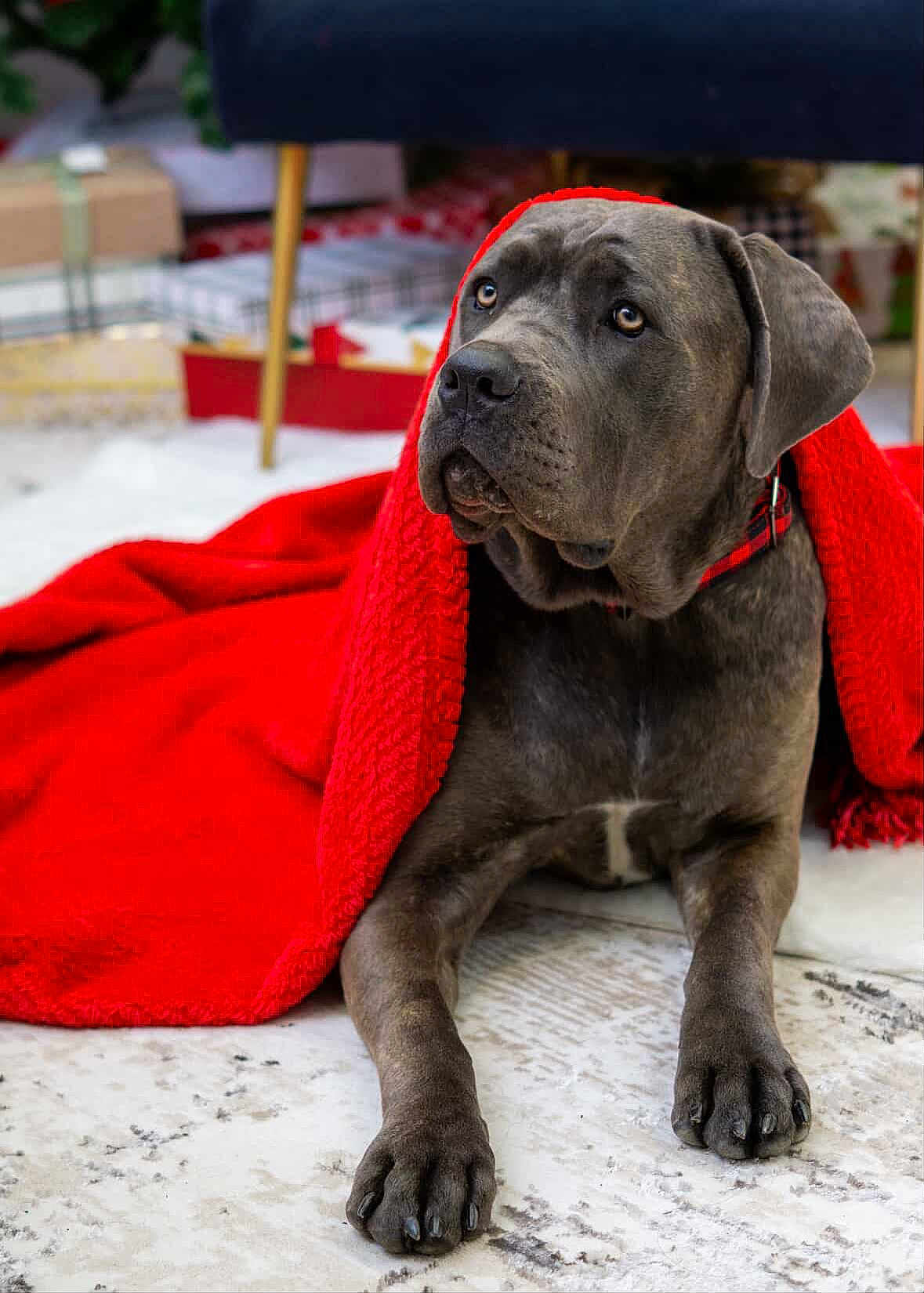 Bailey joined the competition — help win amazing prizes! dog, blanket, red, floor, gift, wrapped_presents, furniture_leg, indoor, pet, canine, collar, gray_dog, large_dog, lying_down, cozy, holiday, decor, carpet, animal, portrait