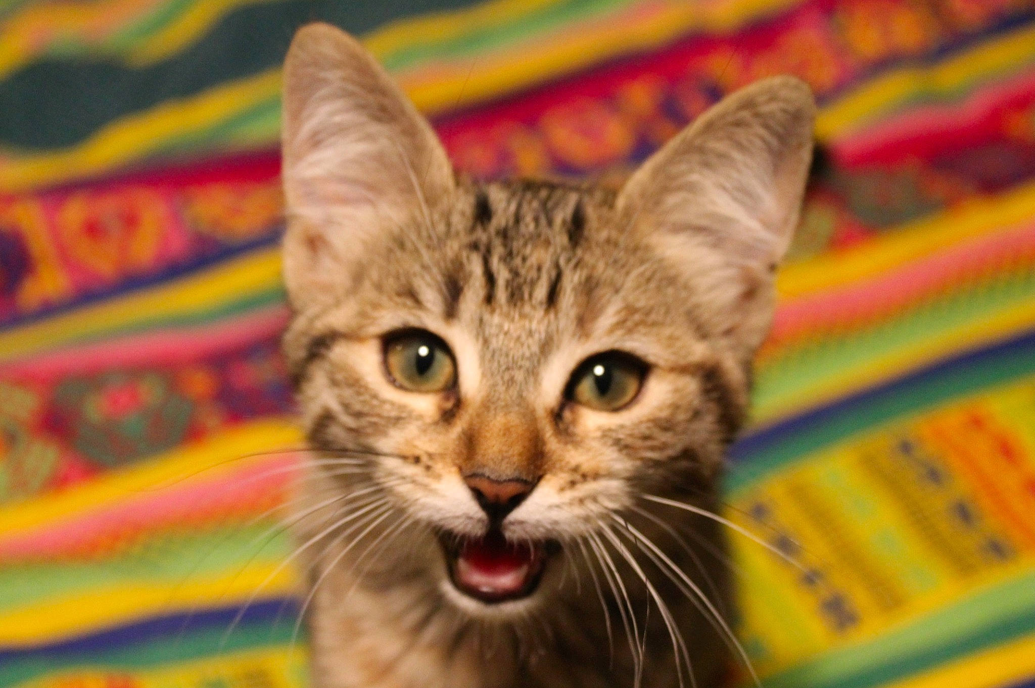 Titoune participe au concours pour gagner de l'argent avec cette photo : american_shorthair, asian, australian_mist, california_spangled, carnivore, cat, domestic_short_haired_cat, dragon_li, european_shorthair, facial_expression, felidae, kitten, mammal, ocicat, small_to_medium_sized_cats, snout, tabby_cat, toyger, vertebrate, whiskers