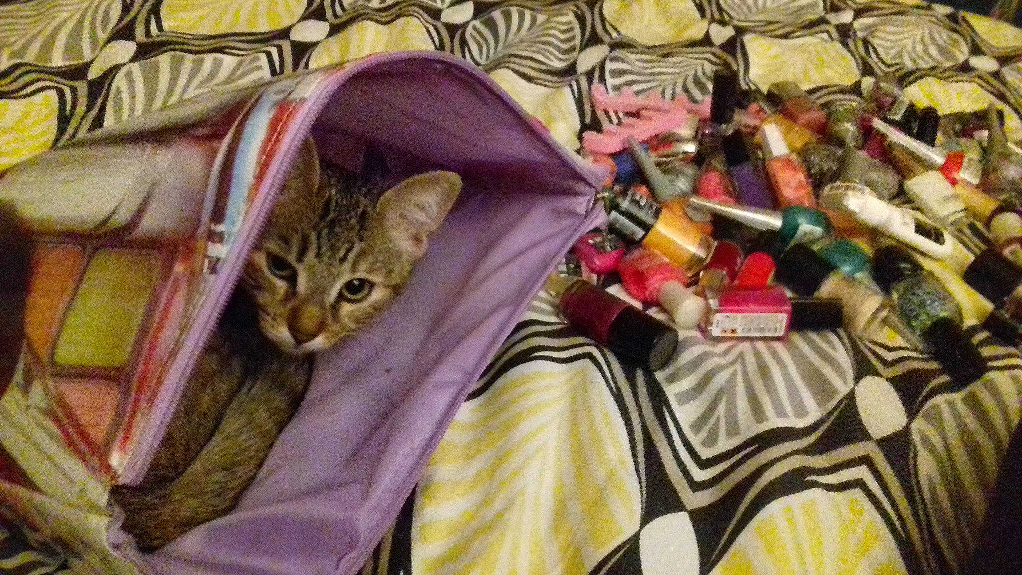 Titoune participe au concours pour gagner de l'argent avec cette photo : asian, carnivore, cat, felidae, kitten, nap, small_to_medium_sized_cats, tabby_cat, whiskers