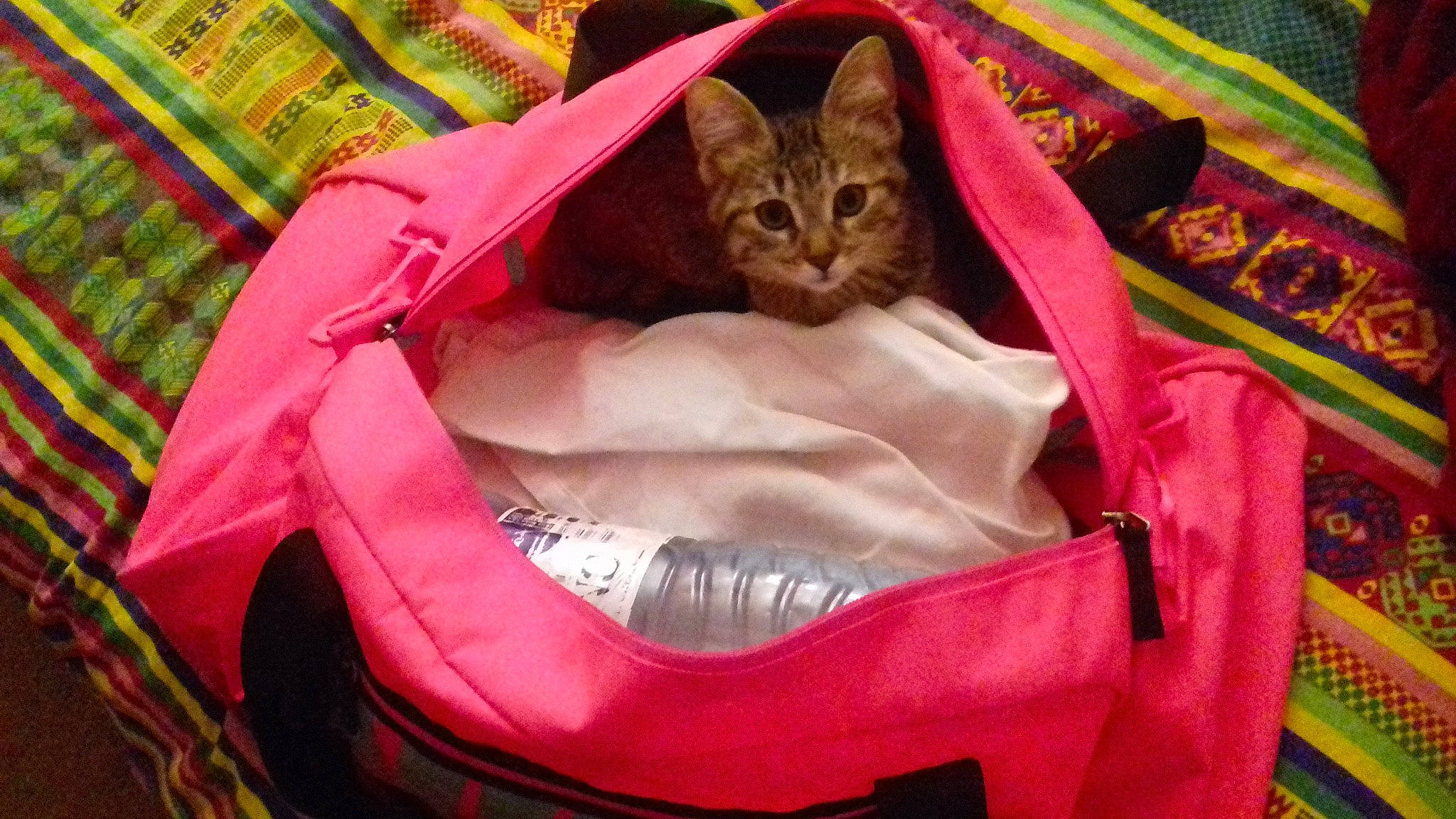 Titoune participe au concours pour gagner de l'argent avec cette photo : bag, carnivore, cat, cat_bed, diaper_bag, felidae, hand_luggage, kitten, magenta, pink, small_to_medium_sized_cats, whiskers