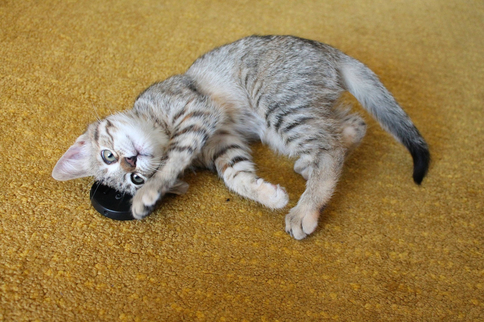 Titoune participe au concours pour gagner de l'argent avec cette photo : carnivore, cat, claw, domestic_short_haired_cat, dragon_li, european_shorthair, felidae, german_rex, kitten, mammal, paw, small_to_medium_sized_cats, tabby_cat, tail, whiskers