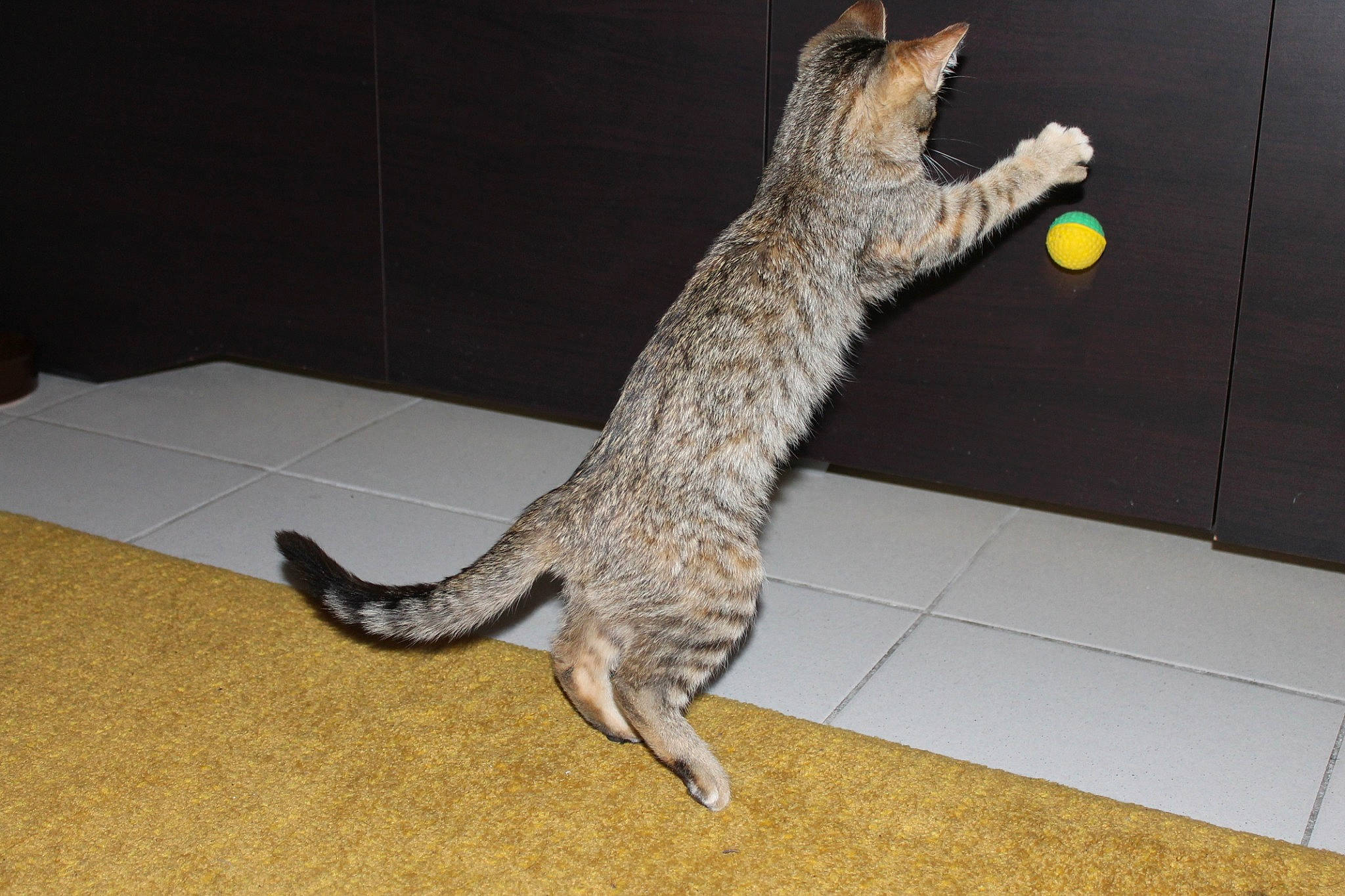 Titoune participe au concours pour gagner de l'argent avec cette photo : bengal, california_spangled, carnivore, cat, claw, domestic_short_haired_cat, dragon_li, egyptian_mau, european_shorthair, felidae, mammal, ocicat, pixie_bob, savannah, small_to_medium_sized_cats, tabby_cat, tail, vertebrate, whiskers, wild_cat