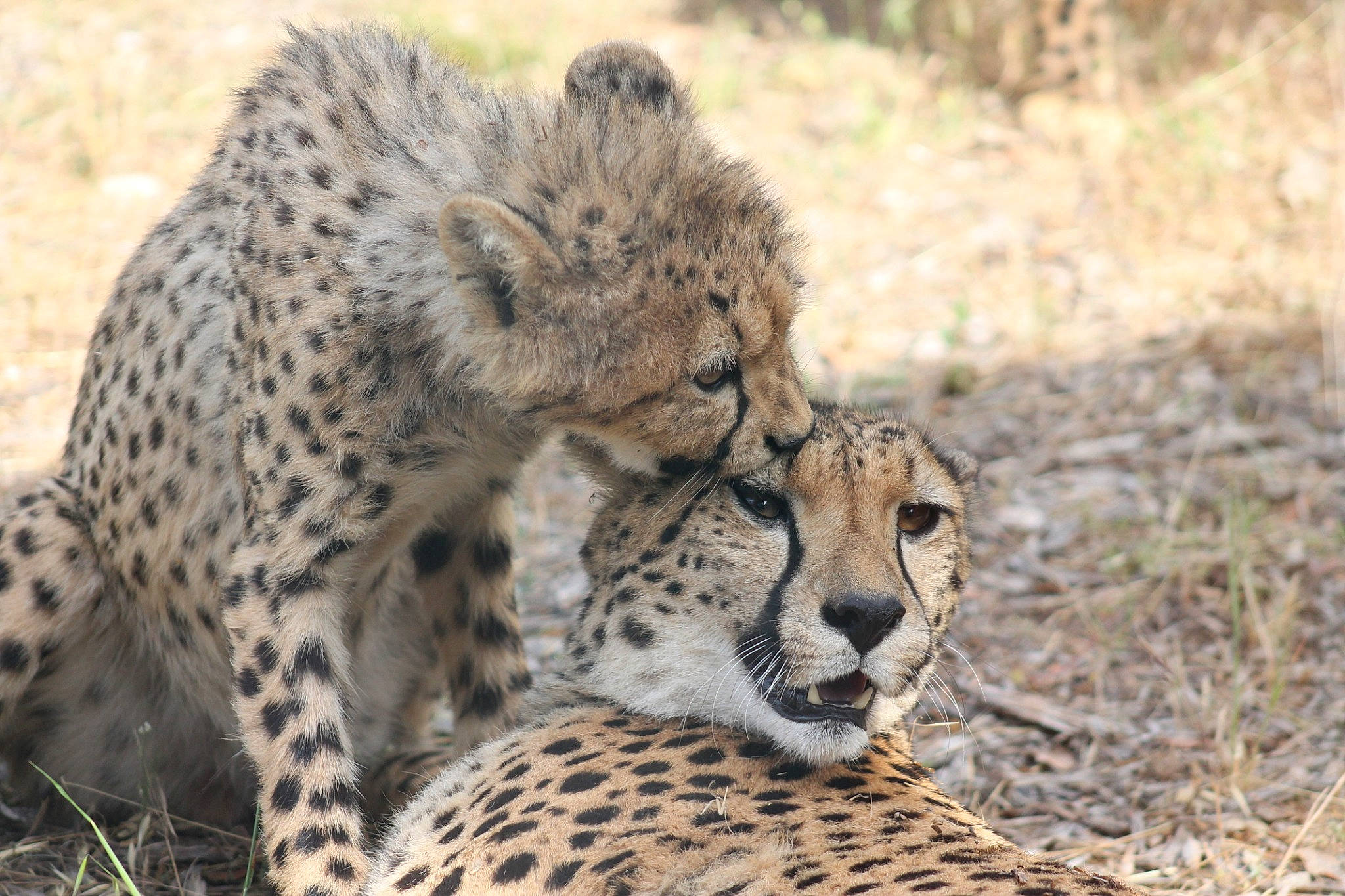 Guepard participe au concours pour gagner de l'argent avec cette photo : adaptation, african_leopard, big_cats, carnivore, cheetah, eye, felidae, leopard, mammal, nature_reserve, organism, safari, small_to_medium_sized_cats, snout, snow_leopard, terrestrial_animal, vertebrate, whiskers, wilderness, wildlife