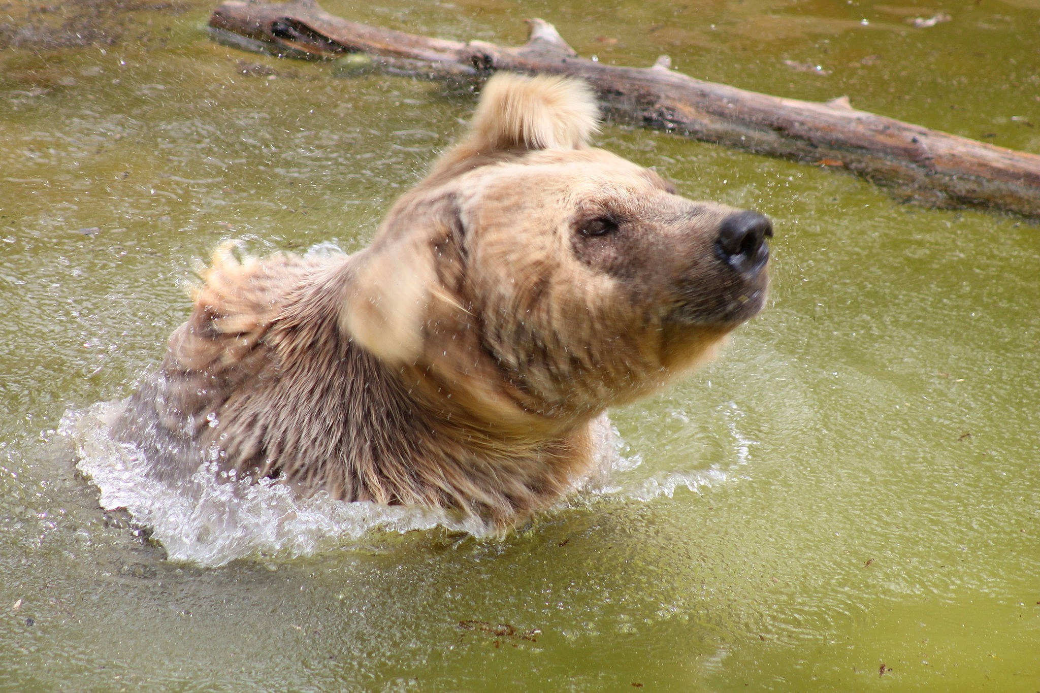 Ours participe au concours pour gagner de l'argent avec cette photo : bear, brown_bear, carnivore, fawn, grizzly_bear, mammal, vertebrate, water, wildlife, zoo