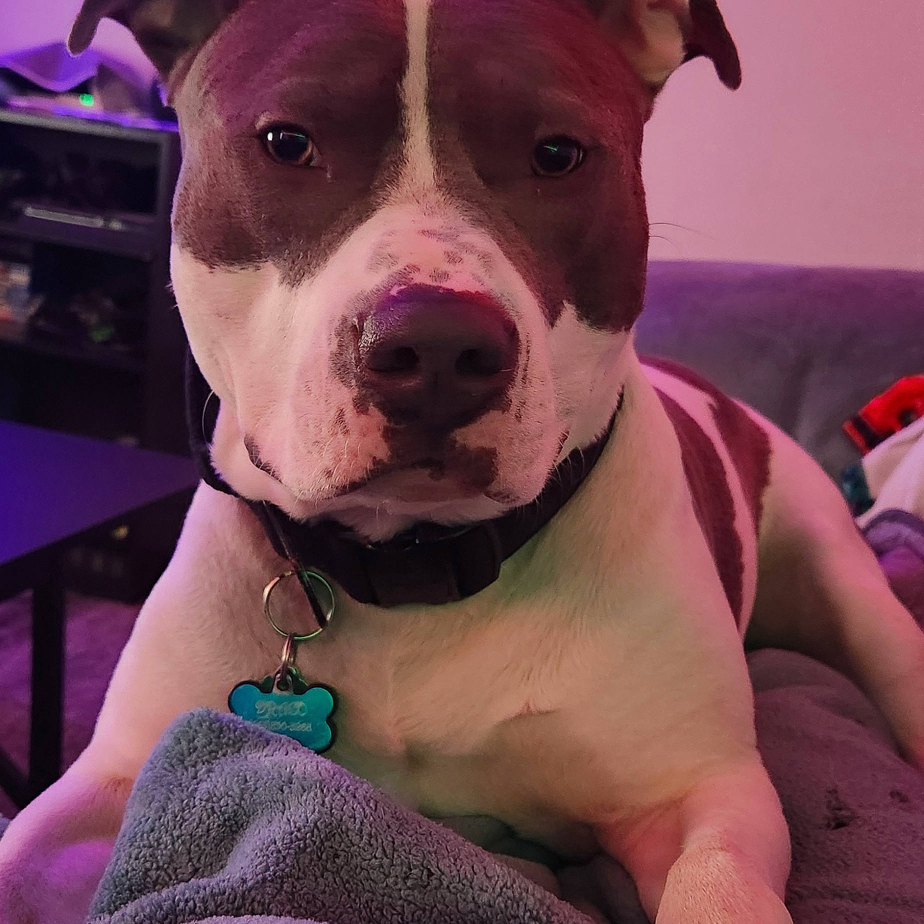 Draco is registered to the contest to win money with this photo: canidae, carnivore, cloud, collar, companion_dog, dog, dog_breed, dog_collar, eye, fawn, happy, hat, metal, pet_supply, pink, selfie, snout, sporting_group, whiskers, working_animal