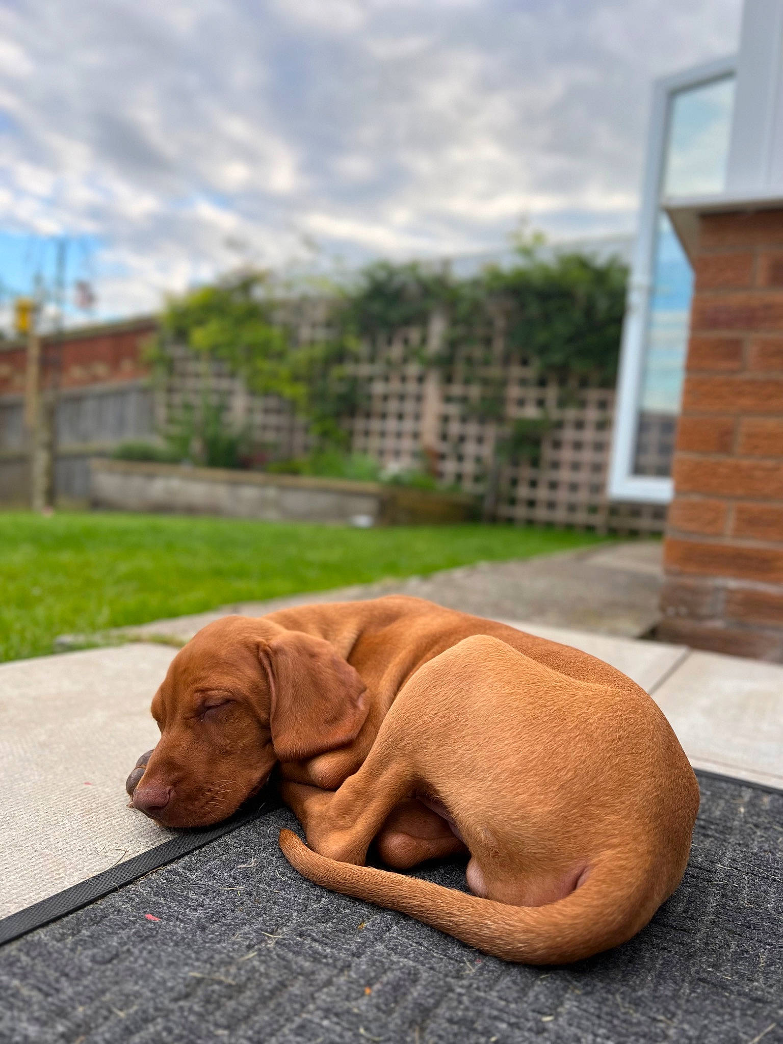 Luca joined the competition — help win amazing prizes! carnivore, cloud, collar, comfort, companion_dog, dog, dog_breed, fawn, flooring, grass, liver, plant, sky, snout, tail, terrestrial_animal, tree, whiskers, wood, working_animal