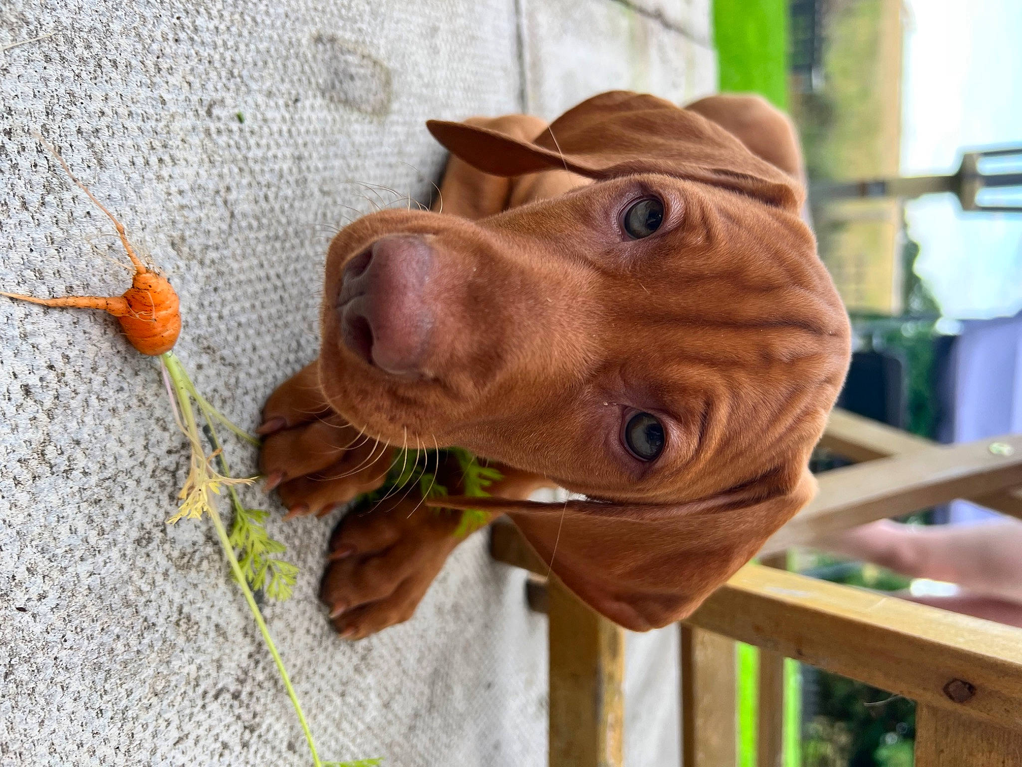 Luca joined the competition — help win amazing prizes! art, canidae, carnivore, collar, companion_dog, dog, dog_breed, dog_collar, fawn, hat, liver, personal_protective_equipment, pet_supply, sculpture, snout, sporting_group, whiskers, wood, working_animal, wrinkle