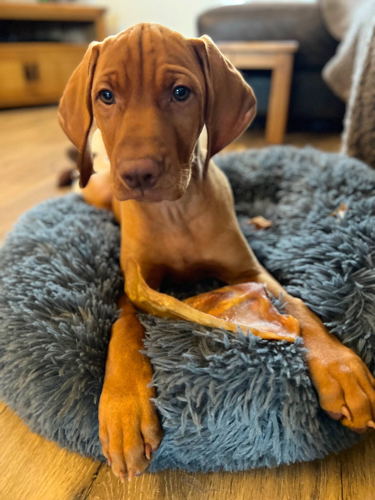 Luca is registered to the contest to win money with this photo: carnivore, chair, collar, comfort, companion_dog, dog, dog_bed, dog_breed, dog_clothes, dog_collar, dog_supply, fawn, fur, hound, liver, pet_supply, snout, sporting_group, wood, working_animal