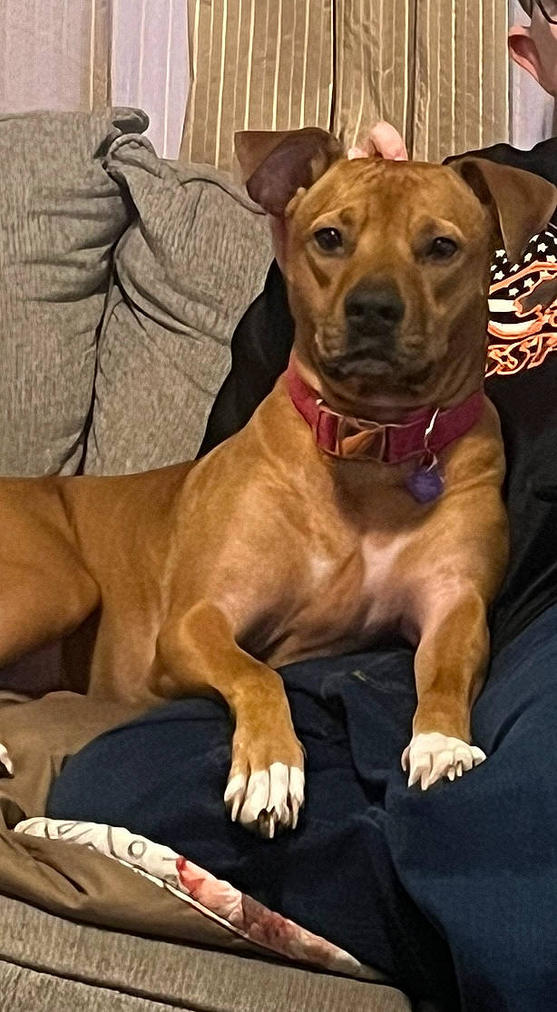 Cocoa joined the competition — help win amazing prizes! ancient_dog_breeds, canidae, carnivore, chair, collar, companion_dog, dog, dog_breed, dog_collar, dog_supply, fawn, guard_dog, liver, non_sporting_group, plant, sporting_group, toy_dog, whiskers, working_animal, working_dog