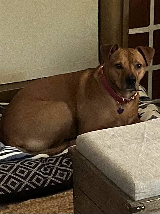 Cocoa joined the competition — help win amazing prizes! canidae, carnivore, collar, comfort, companion_dog, dog, dog_breed, dog_collar, fawn, flooring, grey, liver, metal, pet_supply, snout, sporting_group, tail, whiskers, wood, working_animal