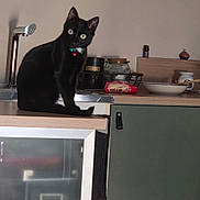 Bagheera participe au concours pour gagner de l'argent avec cette photo : animal, black_cat, cat, collar, counter, curiosity, curious, domestic, eyes, faucet, furniture, household, indoor, jar, kitchen, pan, pet, sitting, tableware, whiskers
