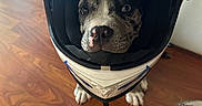 Zeus is registered to the contest to win money with this photo: dog, helmet, motorcycle_helmet, floor, wooden_floor, pet, animal, indoor, closeup, face, snout, paws, footwear, shoe, curious, cute, looking_up, black_and_white, spot, domestic_animal