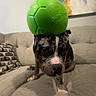 dog, couch, toy, green, indoor, pet, animal, balancing, funny, confused, abstract_painting, living_room, spot, face, fur, ears, nose, paw, home, expression