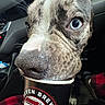 Zeus is registered to the contest to win money with this photo: dog, blue_eyes, close_up, cup, car_interior, black_cup, seven_brew, plaid_fabric, nose, pet, canine, curious, snout, seat, dashboard, indoor, animal, vehicle, furry, whiskers