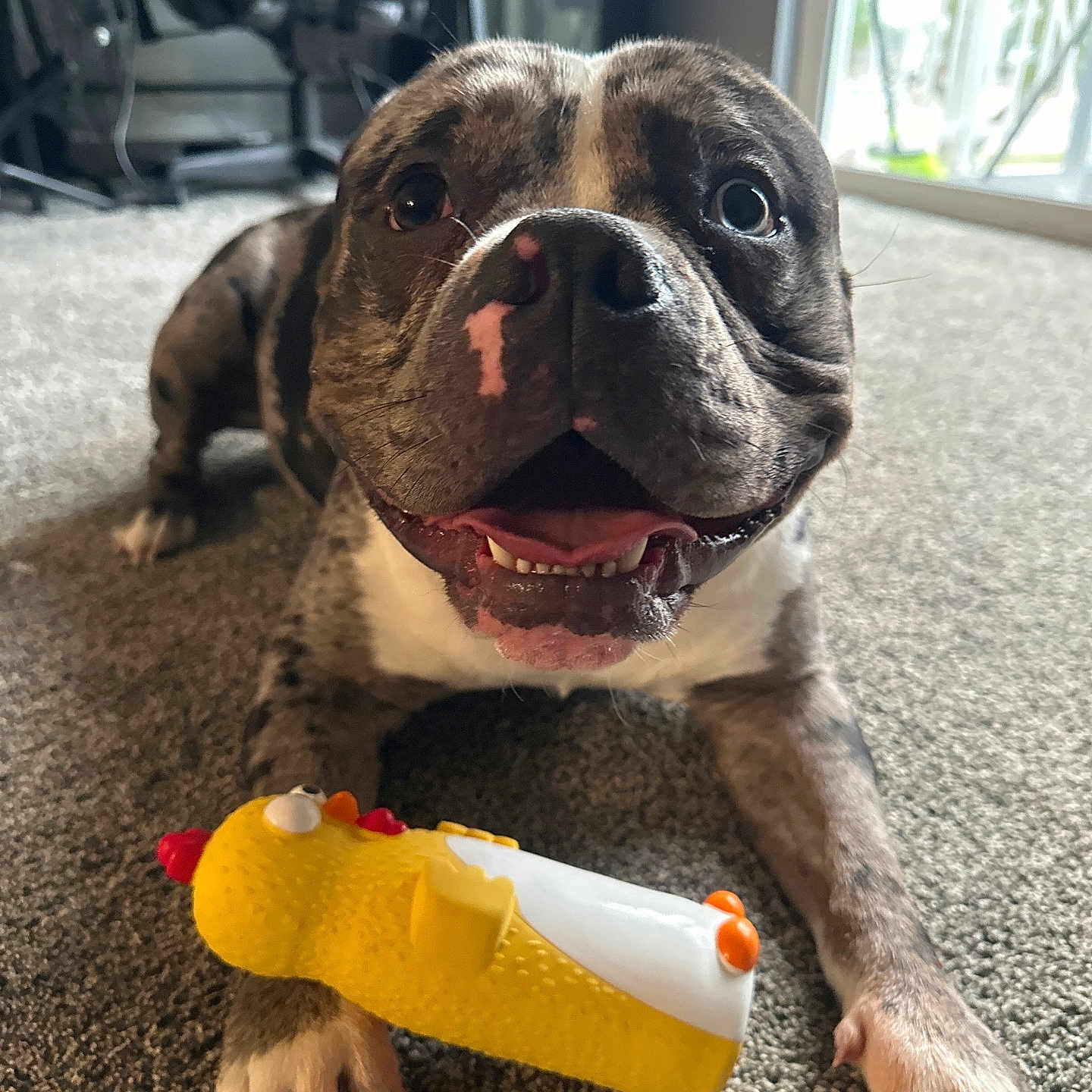 Zeus joined the competition — help win amazing prizes! dog, brindle, toy, rubber_chicken, carpet, indoor, pet, playful, smiling, happy, animal, paw, mouth_open, window, daylight, cute, domestic_animal, looking_up, floor, closeup