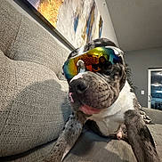 Zeus joined the competition — help win amazing prizes! dog, sunglasses, couch, indoor, pet, relaxed, reflection, painting, wall, modern_art, texture, snout, fur, nose, paw, home, living_room, person_reflection, window, lighting