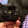 Moon participe au concours pour gagner de l'argent avec cette photo : background_blur, black_cat, cat, close_up, cozy, curious, domestic_animal, feline, fur, green_eyes, hand, human_hand, indoor, nail_art, patterned_fabric, pet, resting, soft_light, thumbnail, whiskers