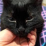 Moon participe au concours pour gagner de l'argent avec cette photo : animal, black_cat, calm, cat, close_up, cute, domestic_animal, ears, eyes, feline, fur, hand, human_hand, indoor, pet, portrait, resting, soft, striped_background, whiskers