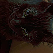 Moon participe au concours pour gagner de l'argent avec cette photo : animal, black_cat, cat, close_up, cozy, dark, domestic_cat, feline, fur, green_eyes, hand, indoor, intimate, lying_down, pet, portrait, resting, ring, touch, whiskers