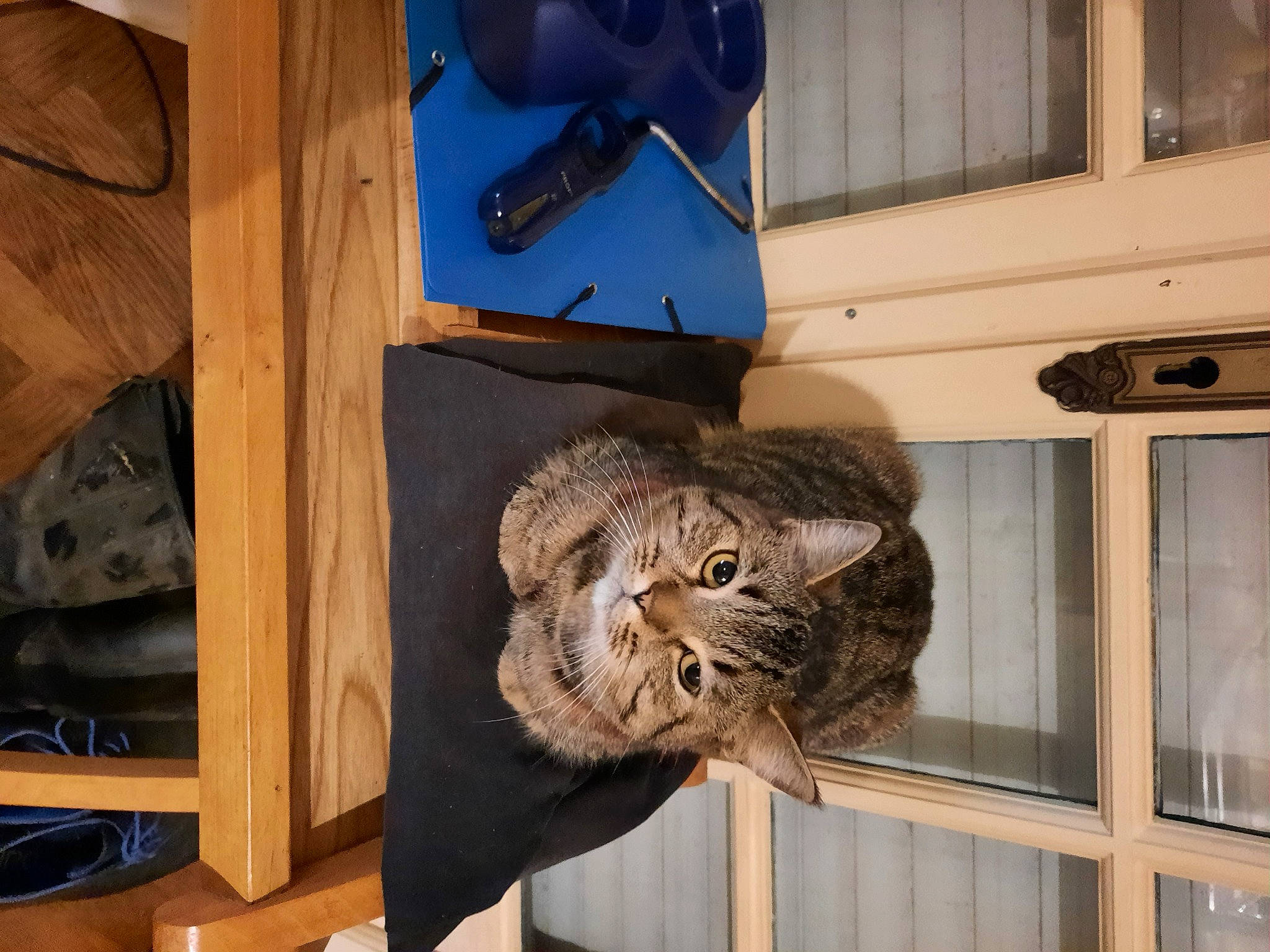 Minette a rejoint le concours — aidez-le/la à gagner de superbes lots ! big_cats, bird_of_prey, carnivore, cat, domestic_short_haired_cat, felidae, fur, hardwood, hare, house, lynx, owl, shelf, small_to_medium_sized_cats, snout, tail, terrestrial_animal, whiskers, window, wood