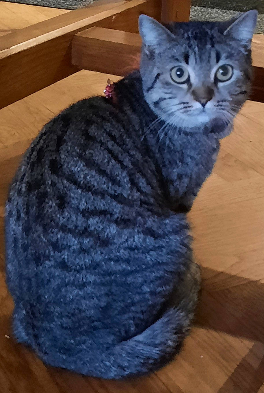 Minette participe au concours pour gagner de l'argent avec cette photo : art, carnivore, cat, domestic_short_haired_cat, electric_blue, felidae, flooring, fur, grey, hardwood, sitting, small_to_medium_sized_cats, snout, tail, whiskers, window, wood, wool, woolen, woven_fabric