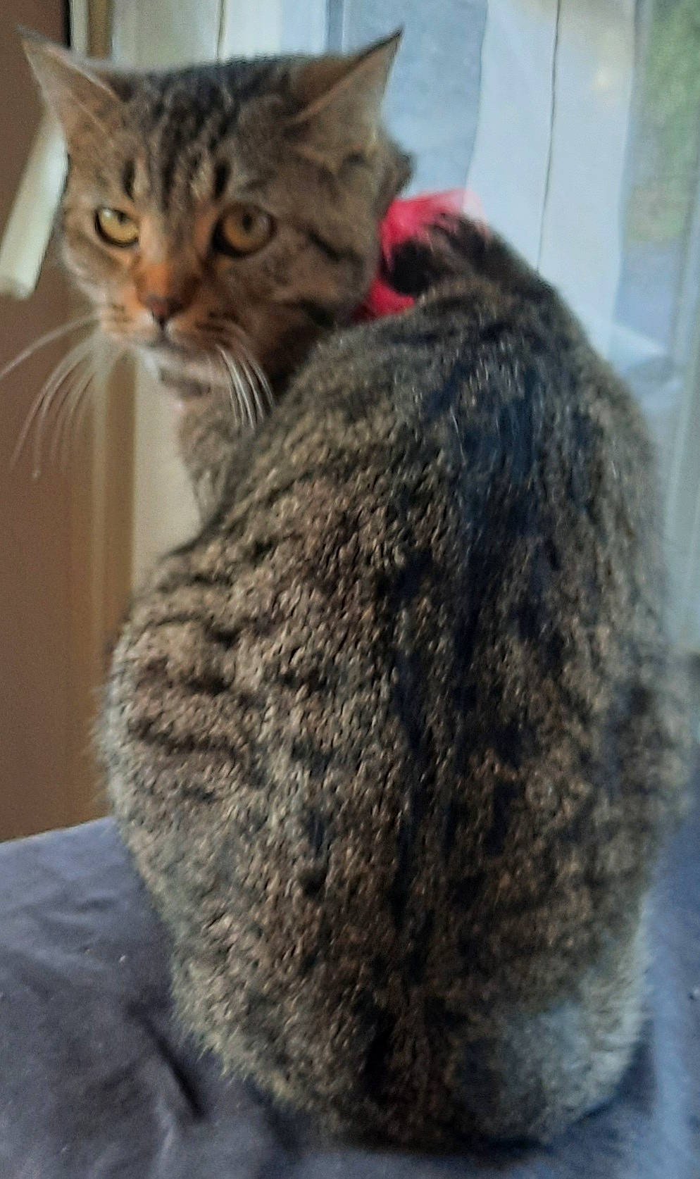 Minette a rejoint le concours — aidez-le/la à gagner de superbes lots ! carnivore, cat, claw, close_up, domestic_short_haired_cat, felidae, fur, grey, hair, mammal, paw, small_to_medium_sized_cats, snout, tail, terrestrial_animal, vertebrate, whiskers, wildlife