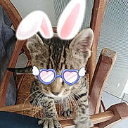 Tika participe au concours pour gagner de l'argent avec cette photo : kitten, cat, wooden_chair, indoor, tile_floor, playful, filter, bunny_ears, heart_sunglasses, pet, animal, cute, climbing, paw, feline, funny, domestic, young_cat, whiskers, chair