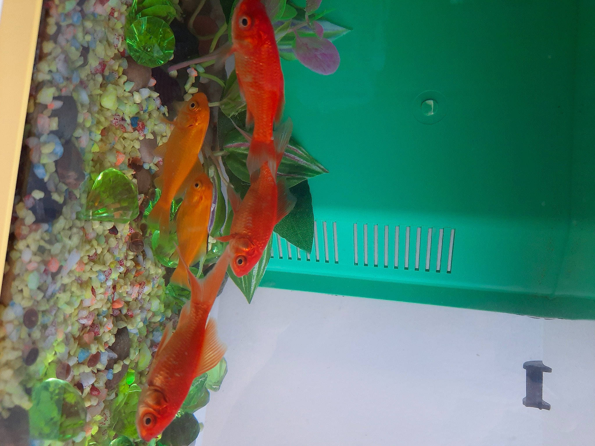 Mes Bébés a rejoint le concours — aidez-le/la à gagner de superbes lots ! feeder_fish, fish, green, organism, plant