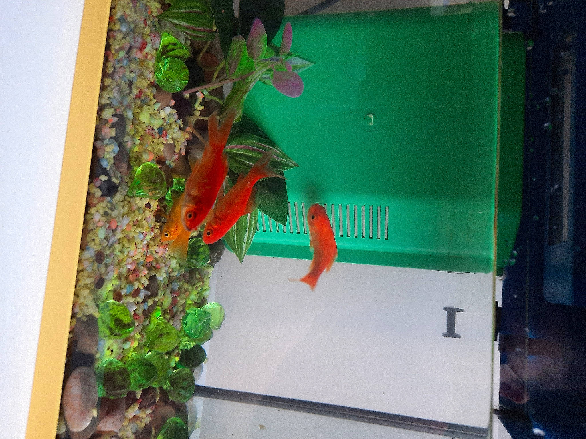 Mes Bébés participe au concours pour gagner de l'argent avec cette photo : aquarium, freshwater_aquarium, organism, plant