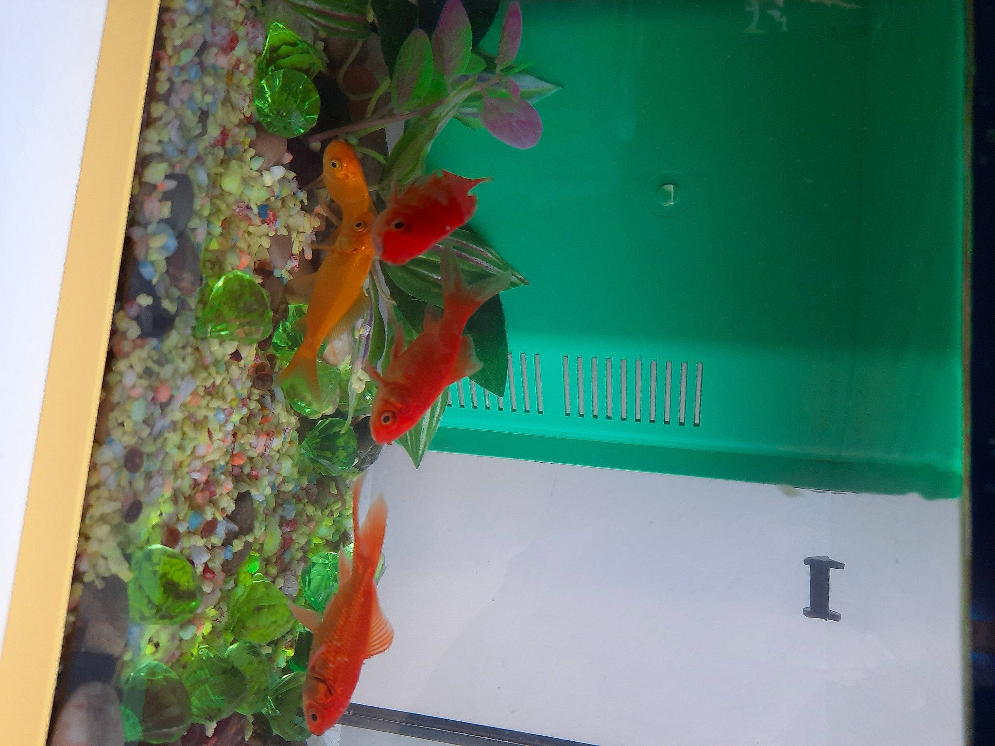 Mes Bébés participe au concours pour gagner de l'argent avec cette photo : adaptation, organism, plant, room