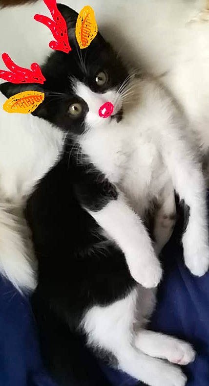 Gyzmo a rejoint le concours — aidez-le/la à gagner de superbes lots ! black_and_white, black_cat, carnivore, cat, domestic_long_haired_cat, felidae, fur, japanese_bobtail, kitten, norwegian_forest_cat, paw, polydactyl_cat, ragamuffin, small_to_medium_sized_cats, snout, tail, whiskers