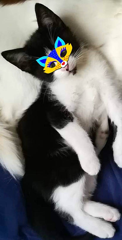 Gyzmo participe au concours pour gagner de l'argent avec cette photo : carnivore, cat, ear, eye, felidae, fur, headgear, kitten, norwegian_forest_cat, paw, polydactyl_cat, small_to_medium_sized_cats, snout, tail, textile, whiskers