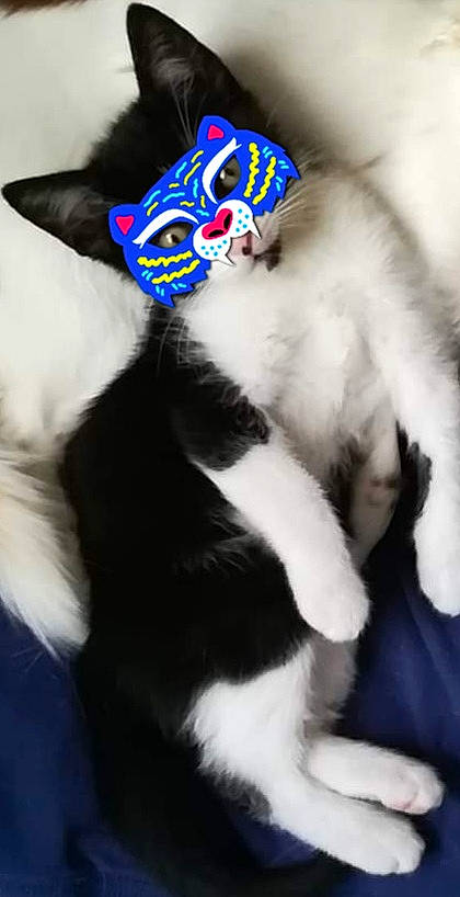 Gyzmo participe au concours pour gagner de l'argent avec cette photo : carnivore, cat, ear, felidae, fur, headgear, kitten, paw, small_to_medium_sized_cats, tail, textile, whiskers