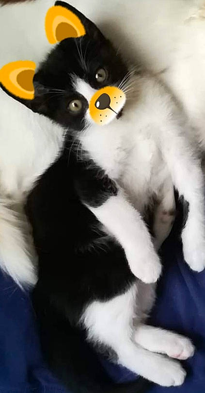 Gyzmo a rejoint le concours — aidez-le/la à gagner de superbes lots ! american_wirehair, black_and_white, black_cat, british_longhair, carnivore, cat, domestic_long_haired_cat, felidae, fur, kitten, mammal, norwegian_forest_cat, nose, paw, photo_caption, polydactyl_cat, small_to_medium_sized_cats, snout, tail, whiskers