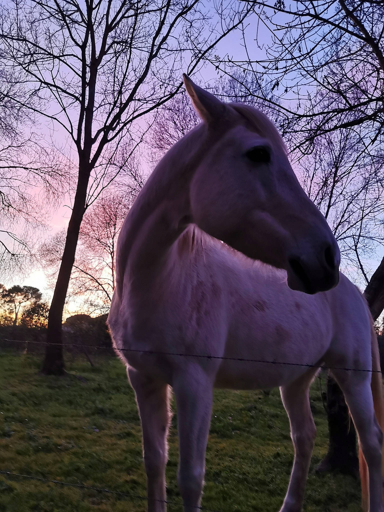 Polly participe au concours pour gagner de l'argent avec cette photo : branch, fawn, fictional_character, grass, horse, livestock, mane, mare, mustang_horse, pack_animal, pasture, plant, purple, sky, snout, stallion, tree, wildlife